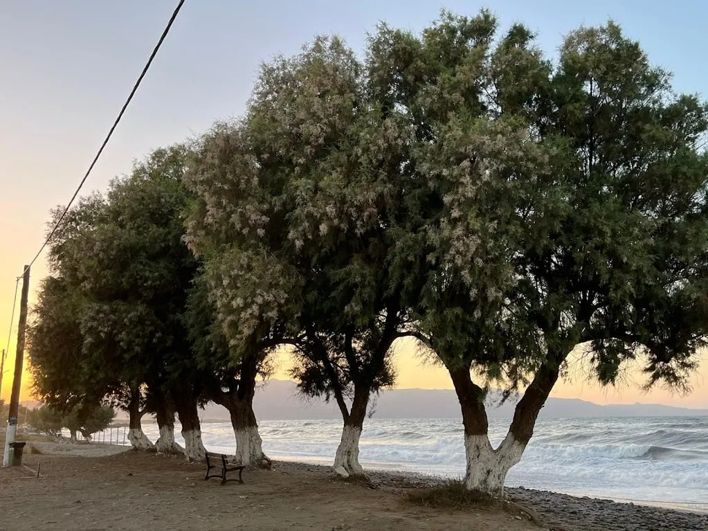 sea trees